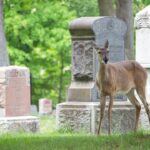 Carron’s Funeral Home: Honoring Your Loved Ones with Dignity